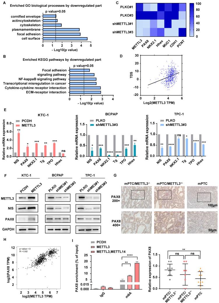 https://cdn.ncbi.nlm.nih.gov/pmc/blobs/57d7/11234206/65ca43923e10/ijbsv20p3426g004.jpg
