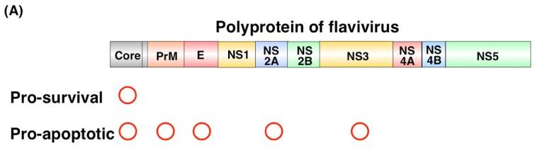 https://cdn.ncbi.nlm.nih.gov/pmc/blobs/57d7/5618009/e1ccffd8289d/viruses-09-00243-g004a.jpg