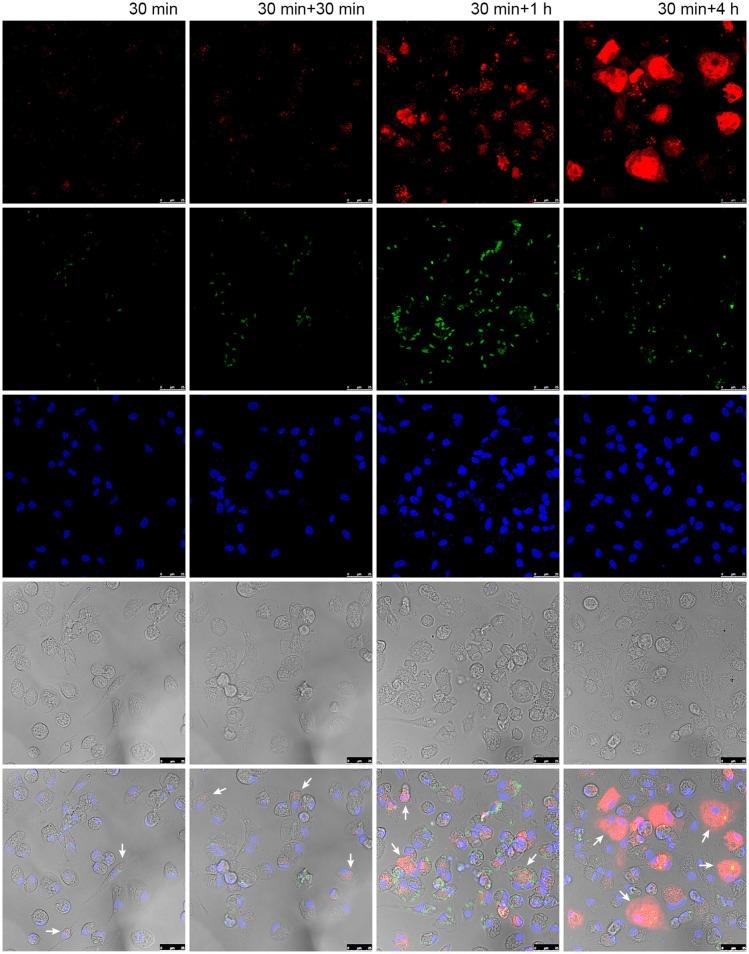 https://cdn.ncbi.nlm.nih.gov/pmc/blobs/57da/6126448/0231cc9d951e/fcimb-08-00303-g0005.jpg