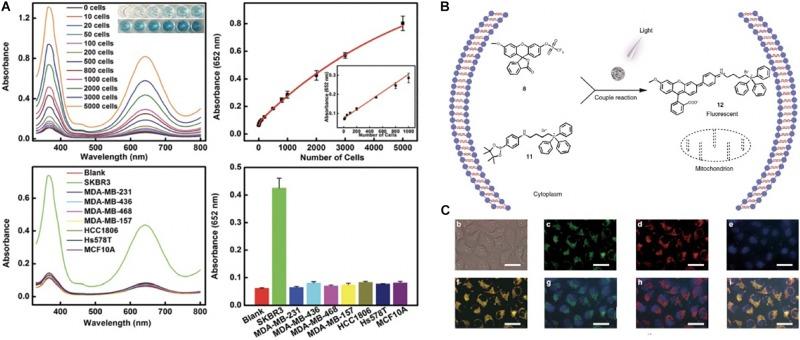 https://cdn.ncbi.nlm.nih.gov/pmc/blobs/57df/7015899/0c5cf65c35bb/fbioe-08-00015-g002.jpg