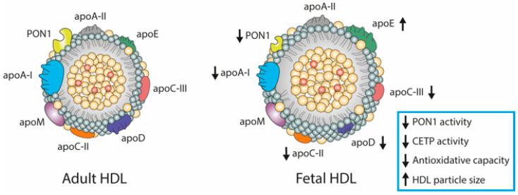 https://cdn.ncbi.nlm.nih.gov/pmc/blobs/57df/8067099/b925e9dc0385/biomedicines-09-00349-g002.jpg