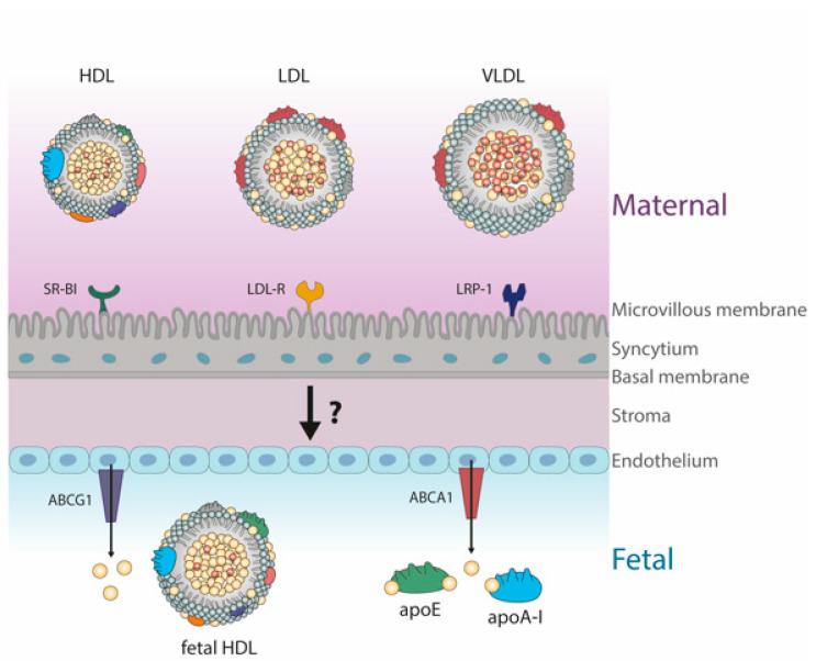 https://cdn.ncbi.nlm.nih.gov/pmc/blobs/57df/8067099/fb631fb60a60/biomedicines-09-00349-g001.jpg