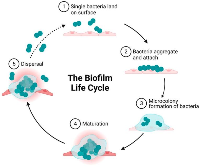 https://cdn.ncbi.nlm.nih.gov/pmc/blobs/57e4/11354288/64b7804c5bdc/ijms-25-08593-g001.jpg