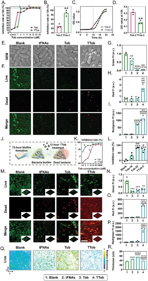 https://cdn.ncbi.nlm.nih.gov/pmc/blobs/57e5/11809413/1b972de3713d/ADVS-12-2411261-g008.jpg