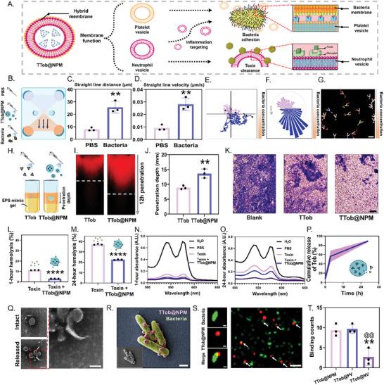 https://cdn.ncbi.nlm.nih.gov/pmc/blobs/57e5/11809413/e7b78f447a92/ADVS-12-2411261-g001.jpg