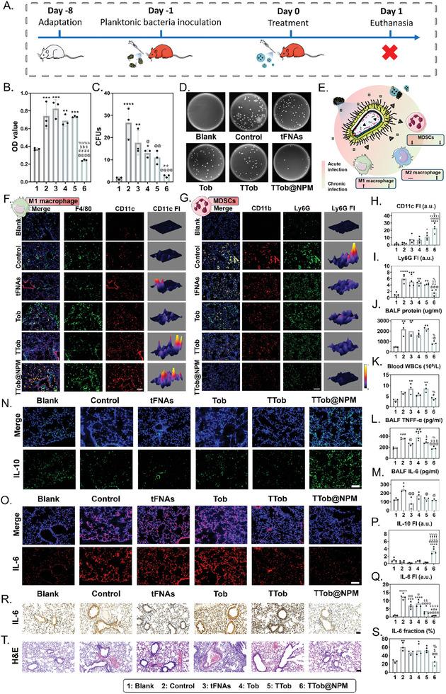 https://cdn.ncbi.nlm.nih.gov/pmc/blobs/57e5/11809413/f80397251f73/ADVS-12-2411261-g009.jpg