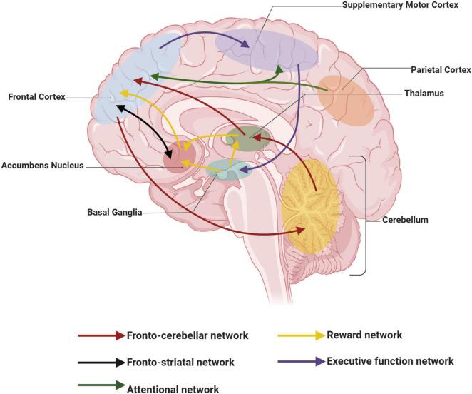 https://cdn.ncbi.nlm.nih.gov/pmc/blobs/57e6/11652481/6fc59d21c09a/fnins-18-1494272-g001.jpg