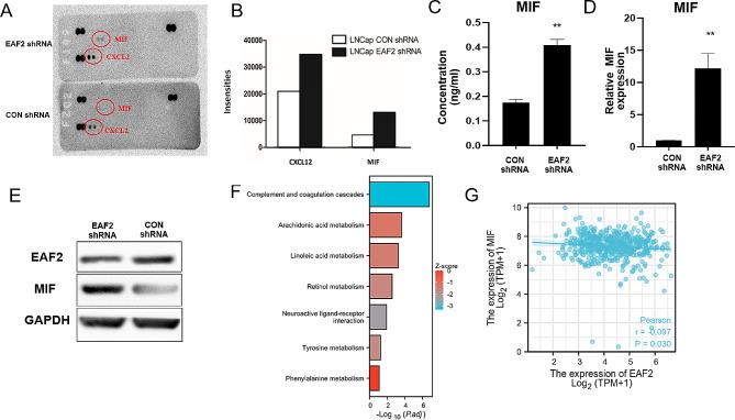 https://cdn.ncbi.nlm.nih.gov/pmc/blobs/57e9/11225222/436951908634/12575_2024_247_Fig4_HTML.jpg