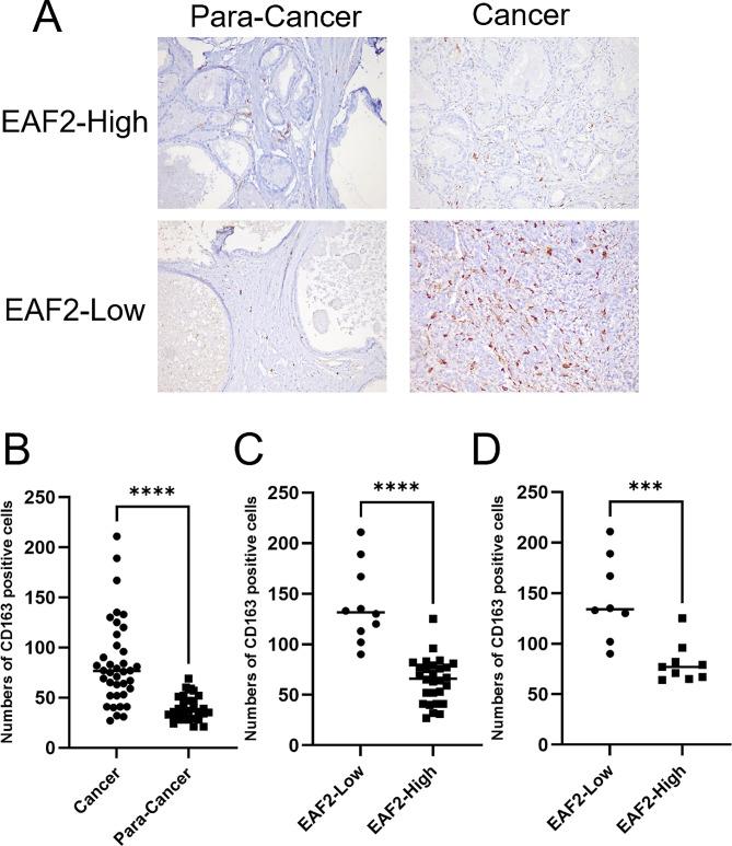 https://cdn.ncbi.nlm.nih.gov/pmc/blobs/57e9/11225222/e5bfaea2c790/12575_2024_247_Fig2_HTML.jpg