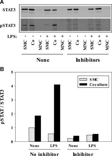 https://cdn.ncbi.nlm.nih.gov/pmc/blobs/57e9/3922683/86305c8bca3d/jcmm0015-0994-f5.jpg