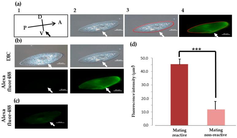 https://cdn.ncbi.nlm.nih.gov/pmc/blobs/57ee/10974281/2ab376714aaa/microorganisms-12-00588-g003.jpg