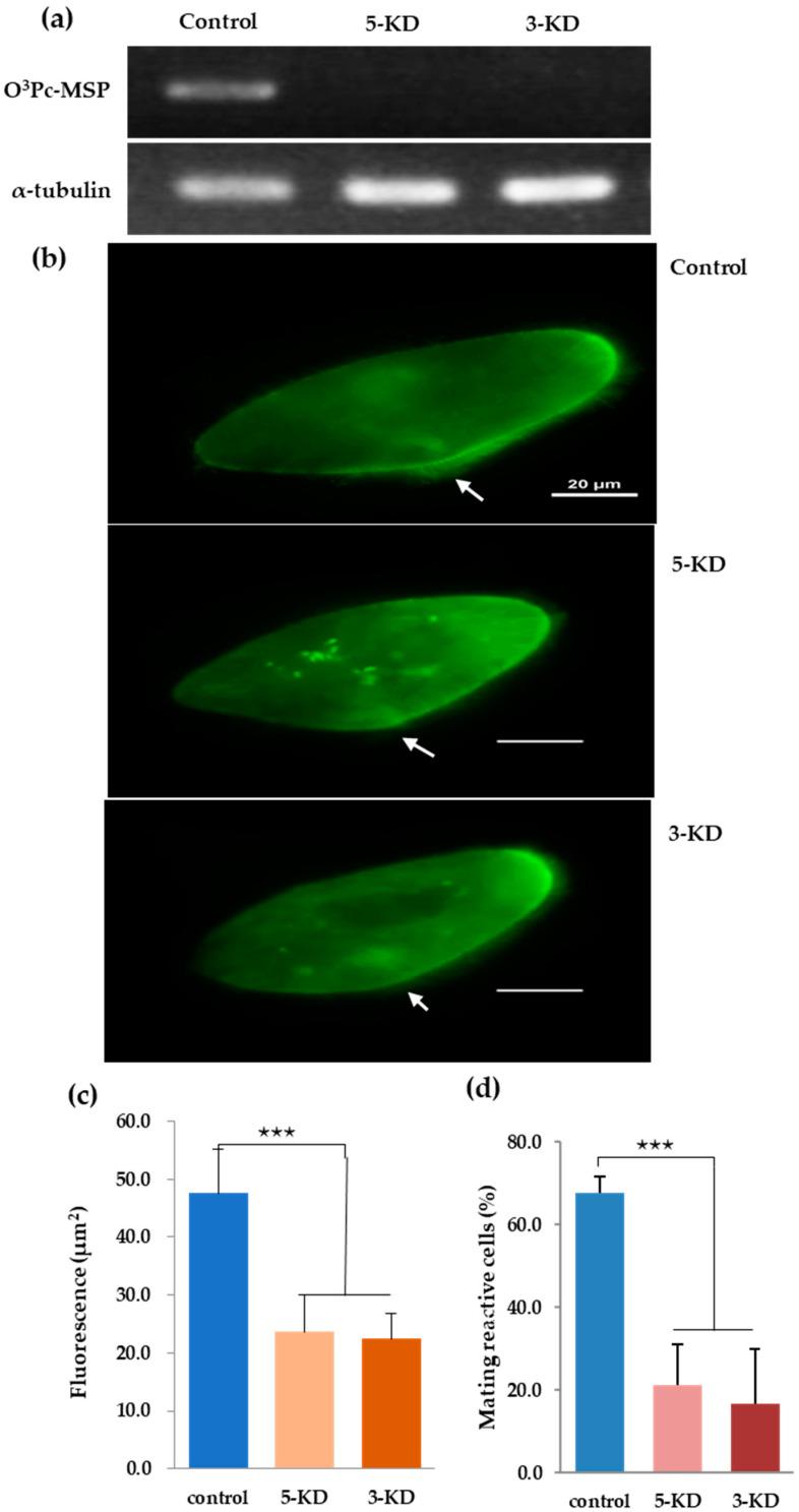https://cdn.ncbi.nlm.nih.gov/pmc/blobs/57ee/10974281/c25f4a39e743/microorganisms-12-00588-g005.jpg