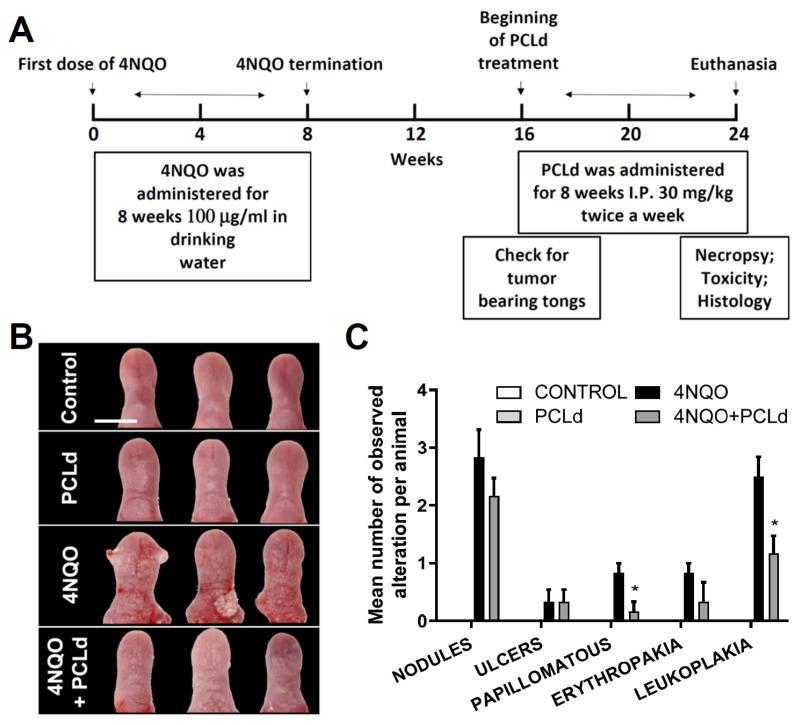 https://cdn.ncbi.nlm.nih.gov/pmc/blobs/57f0/10377665/4ffbb4a6682d/biomedicines-11-01914-g001.jpg