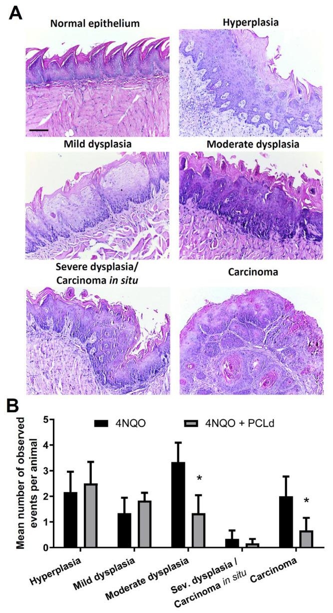 https://cdn.ncbi.nlm.nih.gov/pmc/blobs/57f0/10377665/e41256b0cde4/biomedicines-11-01914-g002.jpg