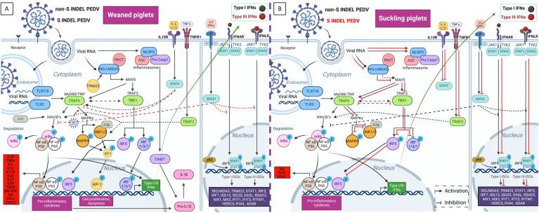 https://cdn.ncbi.nlm.nih.gov/pmc/blobs/57f2/12206634/6b8afdd7f8b2/fimmu-16-1584785-g010.jpg