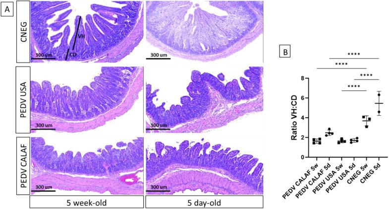 https://cdn.ncbi.nlm.nih.gov/pmc/blobs/57f2/12206634/f490a7982e1a/fimmu-16-1584785-g003.jpg