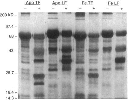 https://cdn.ncbi.nlm.nih.gov/pmc/blobs/57f2/295559/62684d3eb61a/jcinvest00063-0045-a.jpg