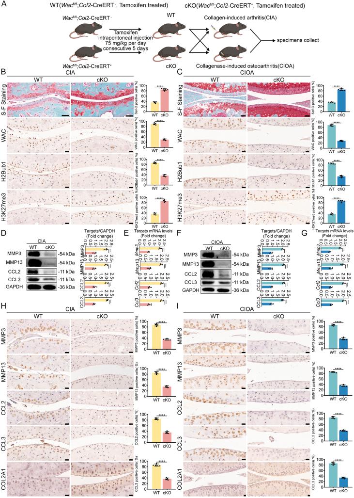 https://cdn.ncbi.nlm.nih.gov/pmc/blobs/57f6/12399200/4df3a6501157/gr5.jpg