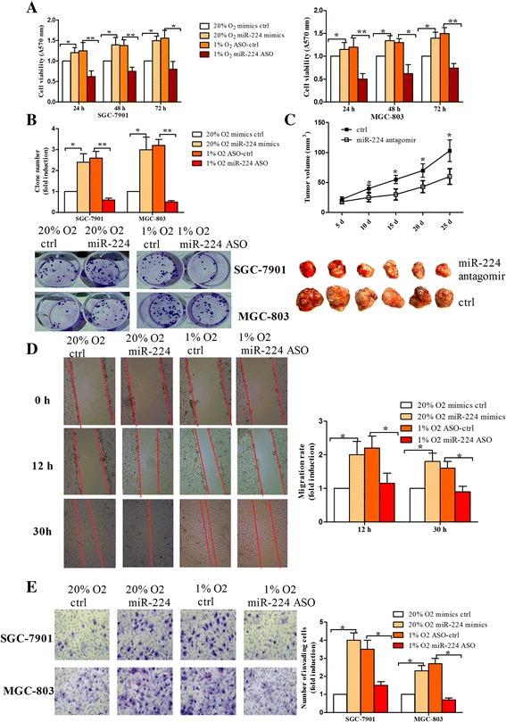 https://cdn.ncbi.nlm.nih.gov/pmc/blobs/57f8/5297251/2e42552d3d98/12943_2017_603_Fig3_HTML.jpg