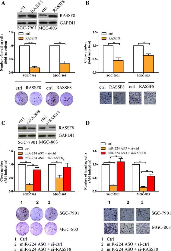 https://cdn.ncbi.nlm.nih.gov/pmc/blobs/57f8/5297251/5d819df3fd19/12943_2017_603_Fig5_HTML.jpg