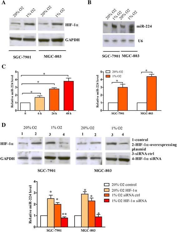 https://cdn.ncbi.nlm.nih.gov/pmc/blobs/57f8/5297251/adeb7fca90f4/12943_2017_603_Fig1_HTML.jpg
