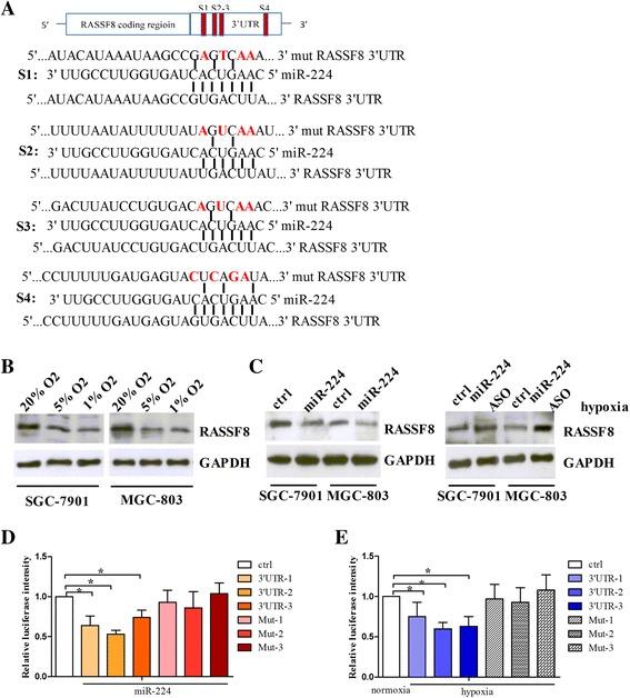 https://cdn.ncbi.nlm.nih.gov/pmc/blobs/57f8/5297251/d5c7114f1b5d/12943_2017_603_Fig4_HTML.jpg