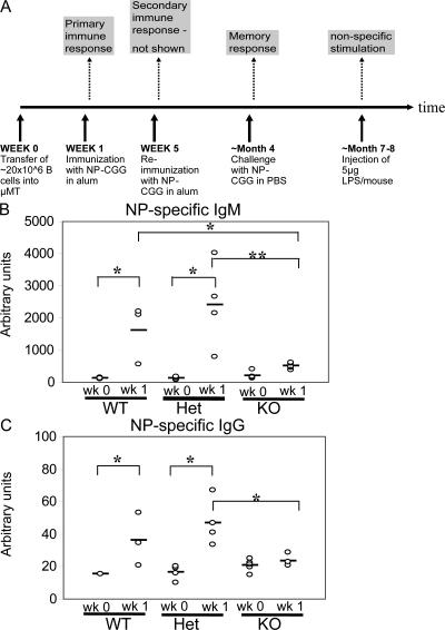 https://cdn.ncbi.nlm.nih.gov/pmc/blobs/57fb/2150979/ae60523fa65e/jem2043095f05.jpg