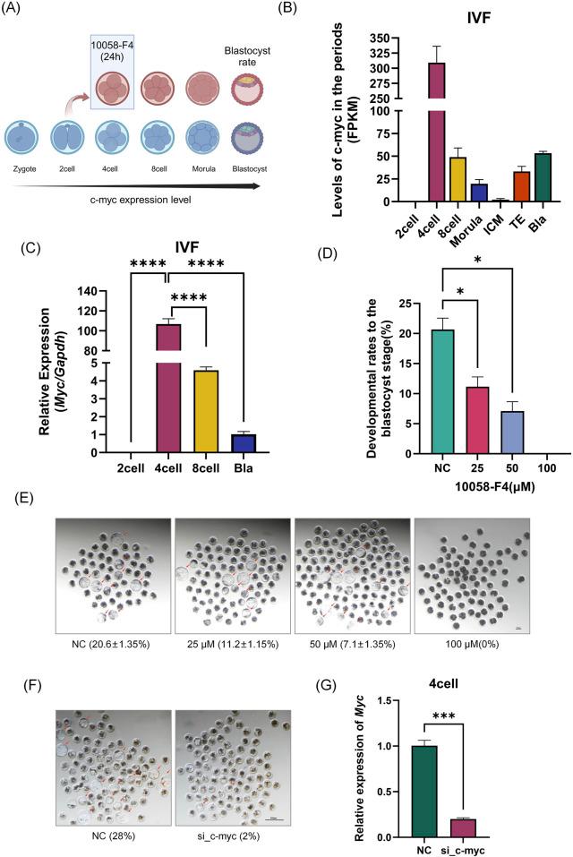 https://cdn.ncbi.nlm.nih.gov/pmc/blobs/57ff/11628527/3c574f4914fd/fcell-12-1507102-g001.jpg