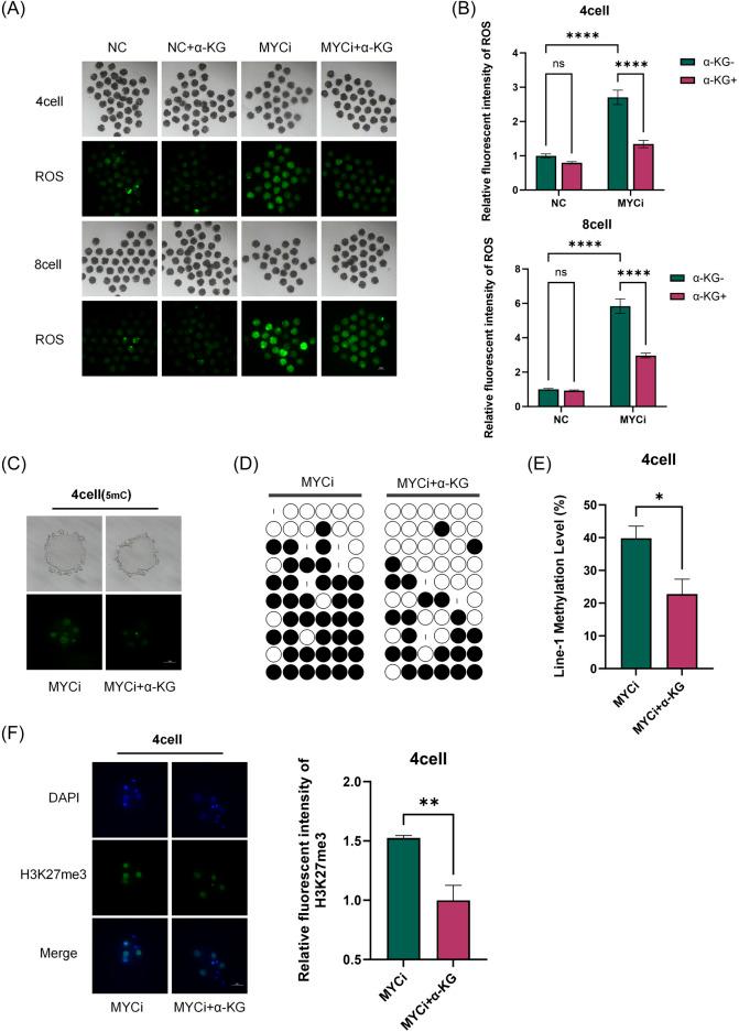 https://cdn.ncbi.nlm.nih.gov/pmc/blobs/57ff/11628527/58d613cda80d/fcell-12-1507102-g007.jpg