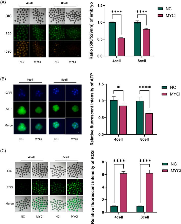 https://cdn.ncbi.nlm.nih.gov/pmc/blobs/57ff/11628527/9a4133a22984/fcell-12-1507102-g004.jpg