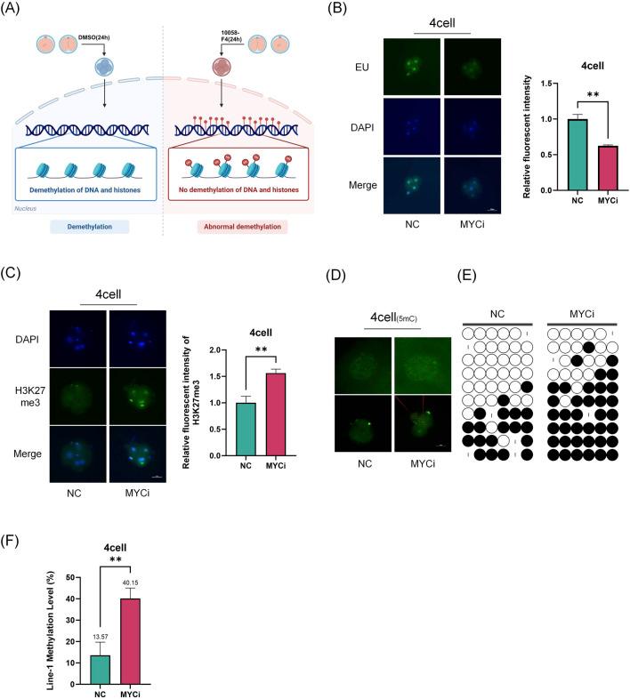 https://cdn.ncbi.nlm.nih.gov/pmc/blobs/57ff/11628527/e6b1b15910a9/fcell-12-1507102-g002.jpg