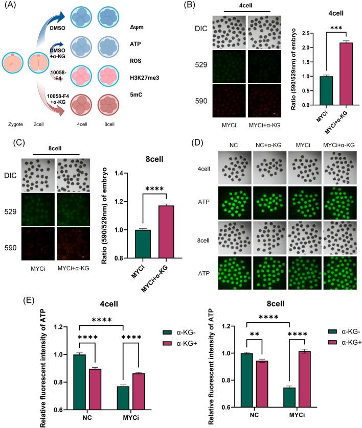 https://cdn.ncbi.nlm.nih.gov/pmc/blobs/57ff/11628527/ea52504eb937/fcell-12-1507102-g006.jpg