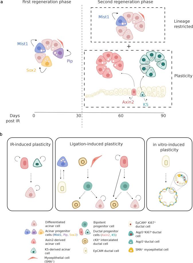 https://cdn.ncbi.nlm.nih.gov/pmc/blobs/57ff/7851389/6369347e483e/41536_2020_115_Fig4_HTML.jpg