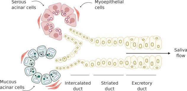 https://cdn.ncbi.nlm.nih.gov/pmc/blobs/57ff/7851389/9d5c85179392/41536_2020_115_Fig1_HTML.jpg