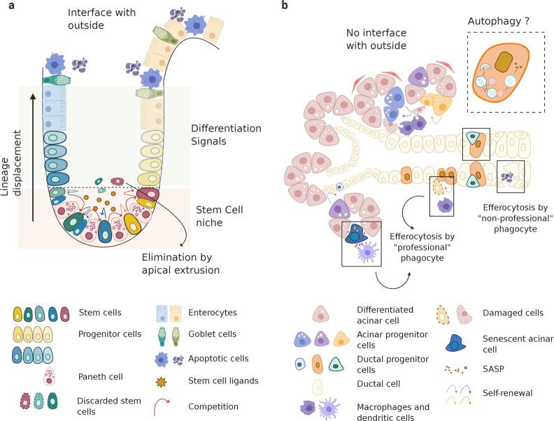 https://cdn.ncbi.nlm.nih.gov/pmc/blobs/57ff/7851389/b4bb91cc930f/41536_2020_115_Fig3_HTML.jpg