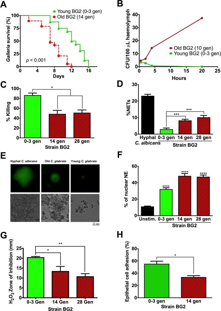 https://cdn.ncbi.nlm.nih.gov/pmc/blobs/5803/5440053/5e33e33a5c12/ppat.1006355.g002.jpg