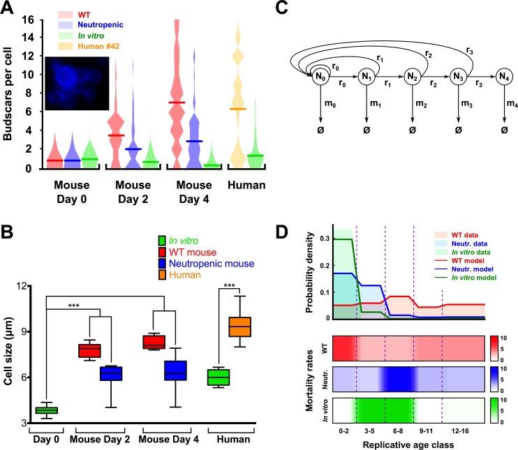 https://cdn.ncbi.nlm.nih.gov/pmc/blobs/5803/5440053/b840b54164a0/ppat.1006355.g005.jpg