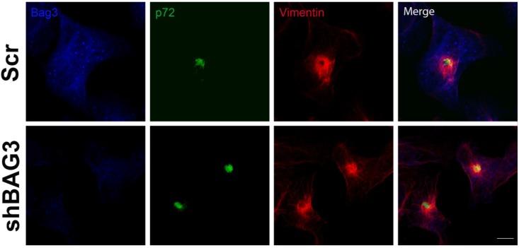 https://cdn.ncbi.nlm.nih.gov/pmc/blobs/580e/4411678/2279c5aeb093/viruses-07-01823-g004.jpg