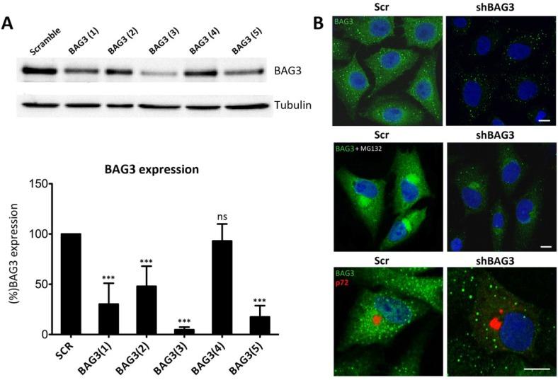 https://cdn.ncbi.nlm.nih.gov/pmc/blobs/580e/4411678/5008f4834a66/viruses-07-01823-g002.jpg