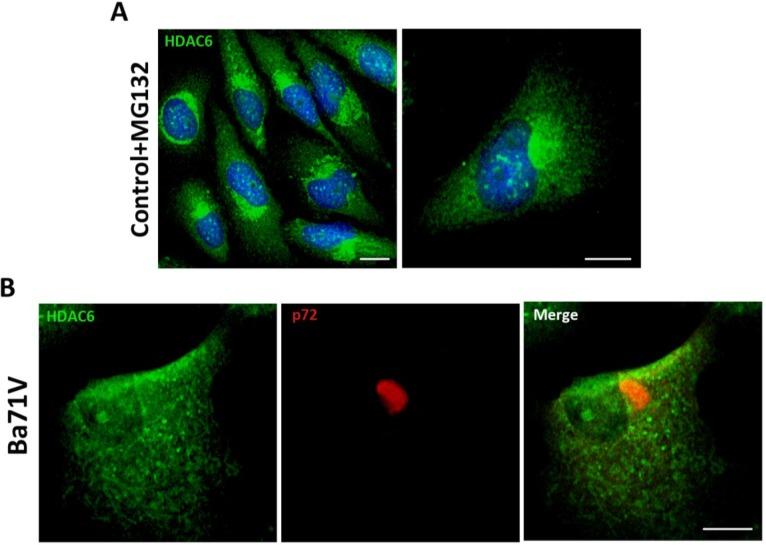 https://cdn.ncbi.nlm.nih.gov/pmc/blobs/580e/4411678/fc1fd8093a83/viruses-07-01823-g001.jpg