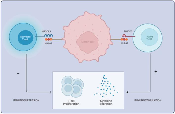 https://cdn.ncbi.nlm.nih.gov/pmc/blobs/580f/12007912/c12d5c9acaaa/EO-24-0034fig2.jpg