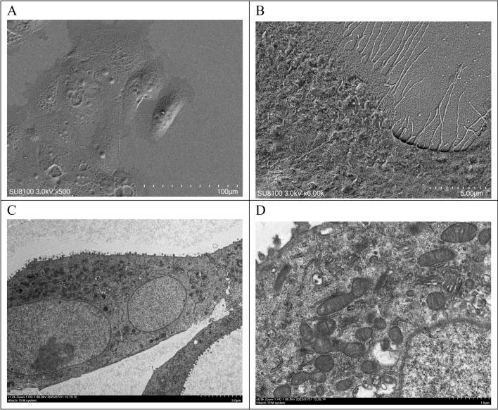 https://cdn.ncbi.nlm.nih.gov/pmc/blobs/5811/11035558/8170e530176b/41598_2024_56464_Fig3_HTML.jpg