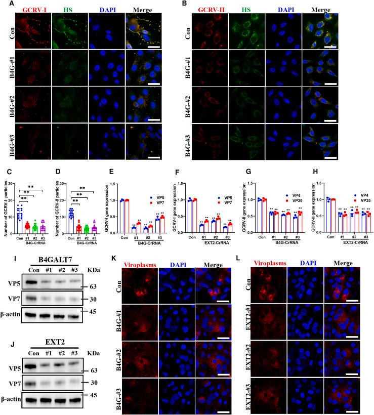 https://cdn.ncbi.nlm.nih.gov/pmc/blobs/5811/11914516/14bbf0432cf2/gr3.jpg