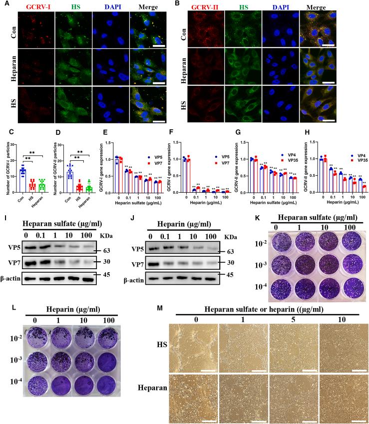 https://cdn.ncbi.nlm.nih.gov/pmc/blobs/5811/11914516/2fb302c5b094/gr2.jpg