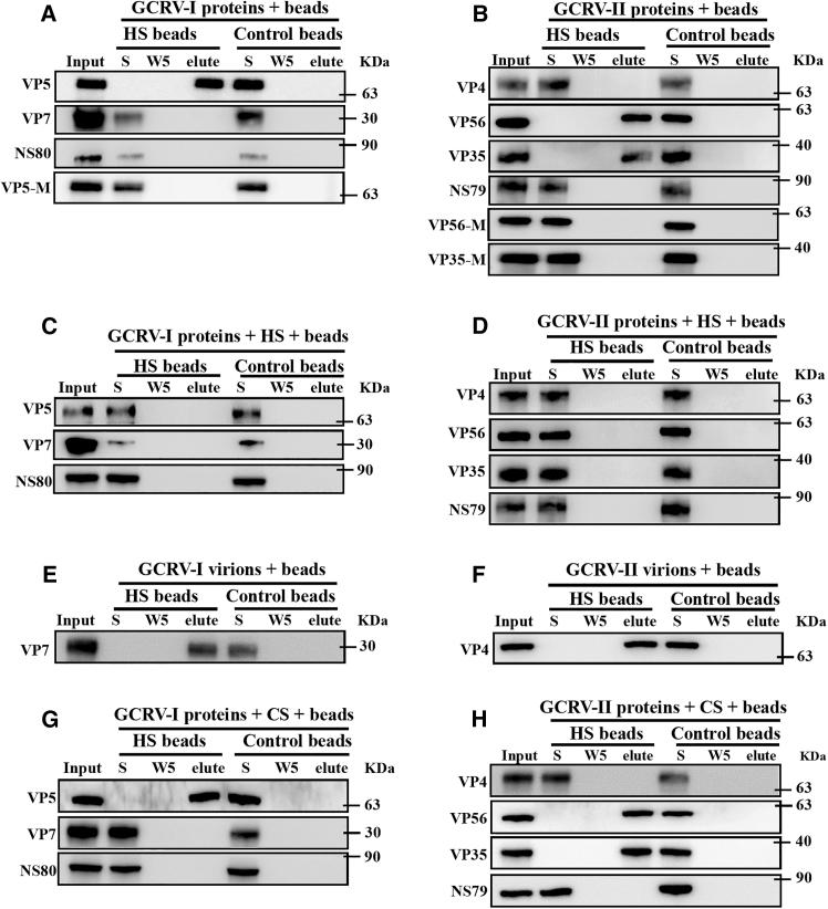 https://cdn.ncbi.nlm.nih.gov/pmc/blobs/5811/11914516/e20210f5584b/gr5.jpg