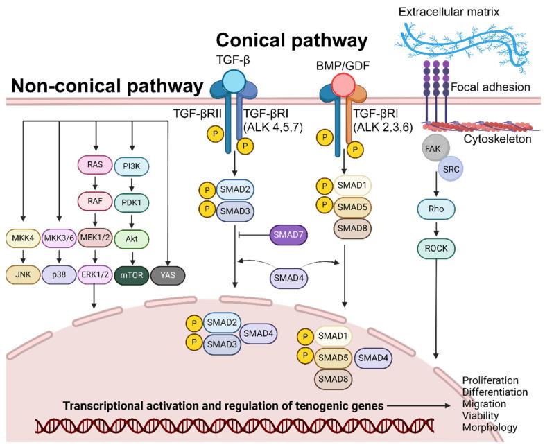 https://cdn.ncbi.nlm.nih.gov/pmc/blobs/5812/11940850/07f056e8a87d/cells-14-00452-g002.jpg