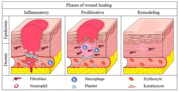 https://cdn.ncbi.nlm.nih.gov/pmc/blobs/5812/12196728/90f3284834a2/pharmaceutics-17-00758-g001.jpg