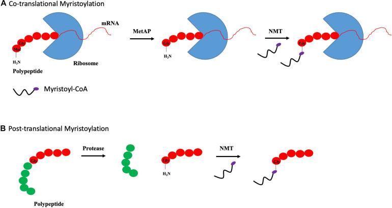 https://cdn.ncbi.nlm.nih.gov/pmc/blobs/5812/8173174/44b9d9c5eace/fcell-09-673647-g003.jpg