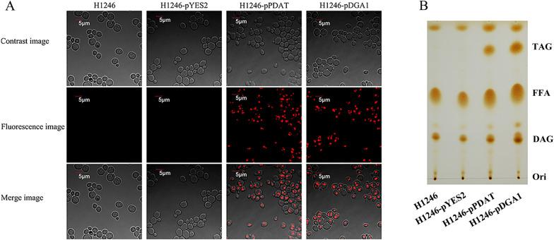 https://cdn.ncbi.nlm.nih.gov/pmc/blobs/5814/10523756/9fbc95c78353/13068_2023_2396_Fig1_HTML.jpg