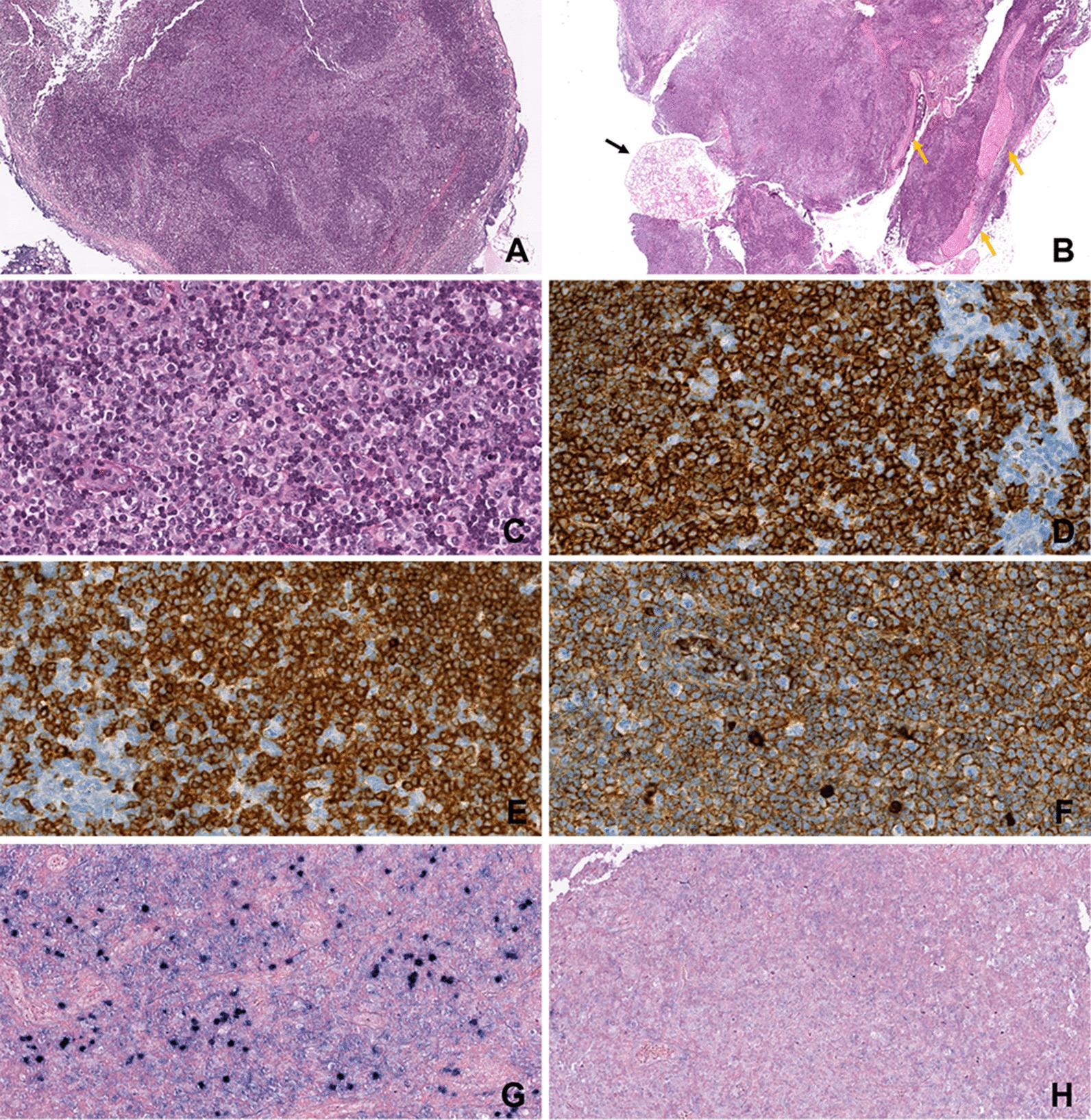 https://cdn.ncbi.nlm.nih.gov/pmc/blobs/5814/8609828/a2660ece582b/12903_2021_1960_Fig3_HTML.jpg